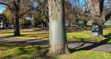 metal box taped to tree|wrapping metal around trees.